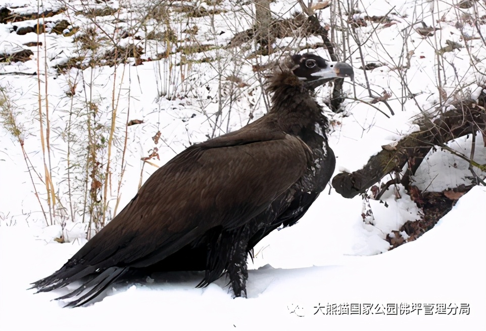 佛坪都有什么野生动物,周至佛坪野生动物