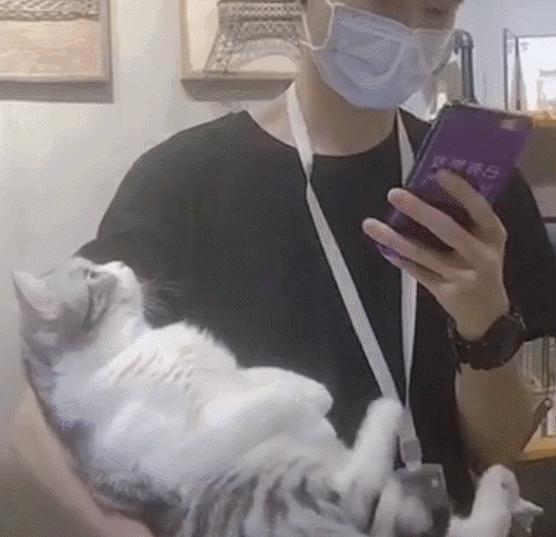 自从有了猫,自从有了猫慢慢变多余