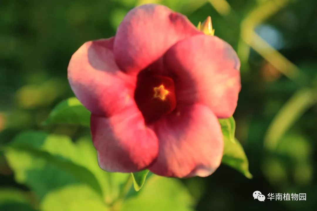 秋日识花：可爱紫红爱明黄