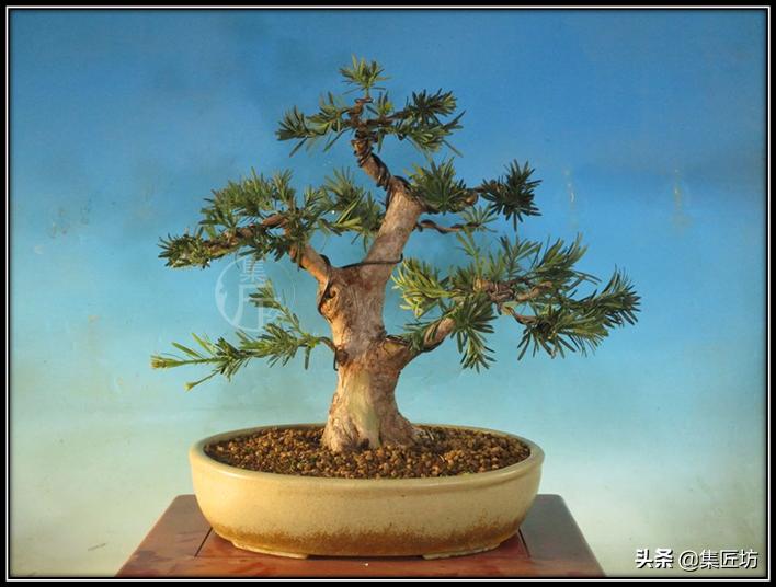 雀舌罗汉松小盆景造型,雀舌罗汉松造型制作视频