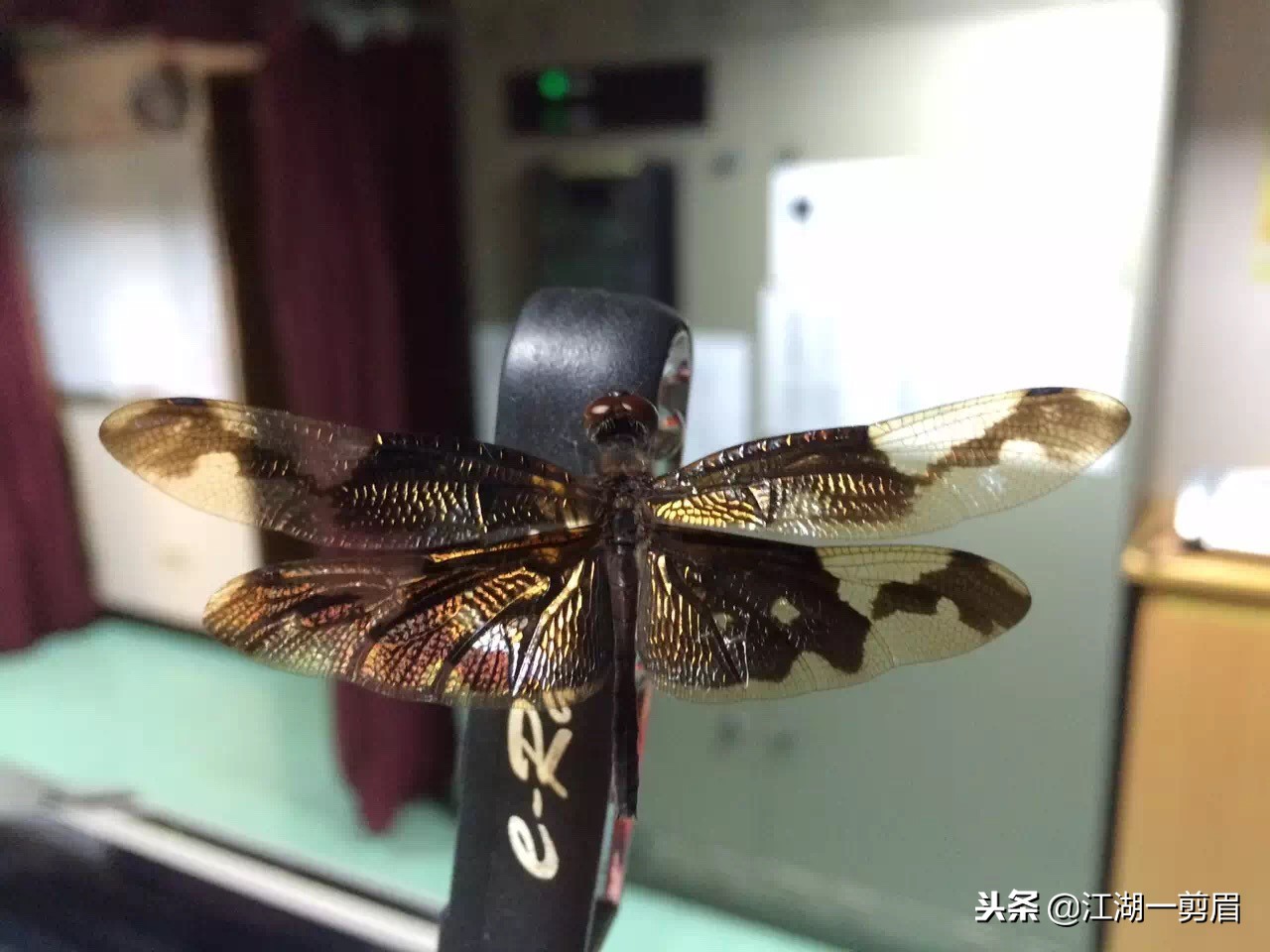 《海的女儿》故事,海的女儿故事简介150个字