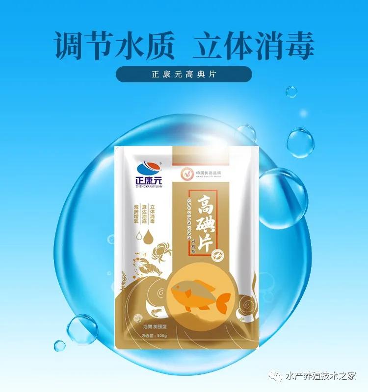 下雨后池塘鱼缺氧怎么处理,夏天鱼塘死鲫鱼怎么回事