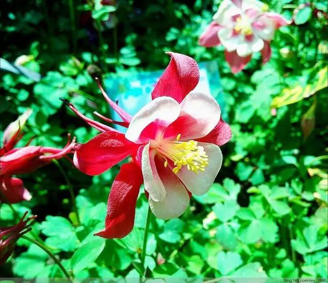 几月份种花比较适合,几月份种花是最好的