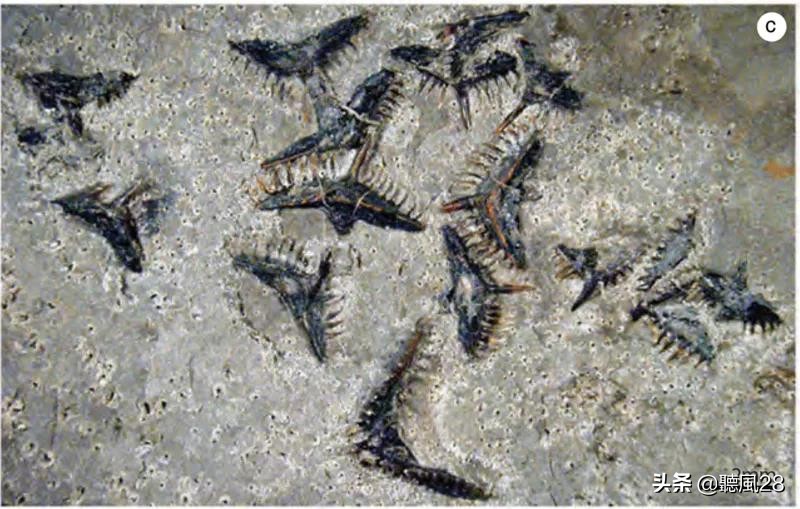 最稀有的化石之一,从来没见过的古老化石