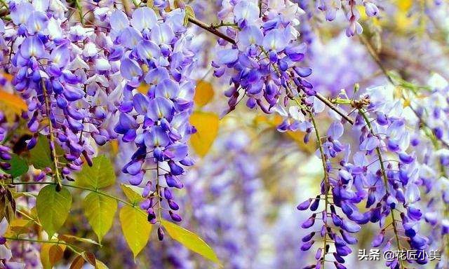 爬藤植物100种,5种爬藤花适合在院子里种植