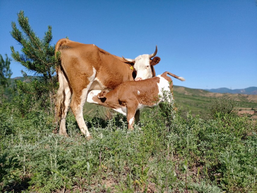 肉牛不排粪怎么办,肉牛食欲不振不吃食是怎么回事