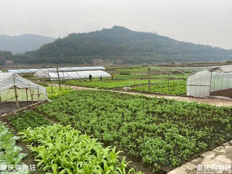 巴南鱼洞户外好耍的地方,巴南鱼洞周边一日游的绝佳去处