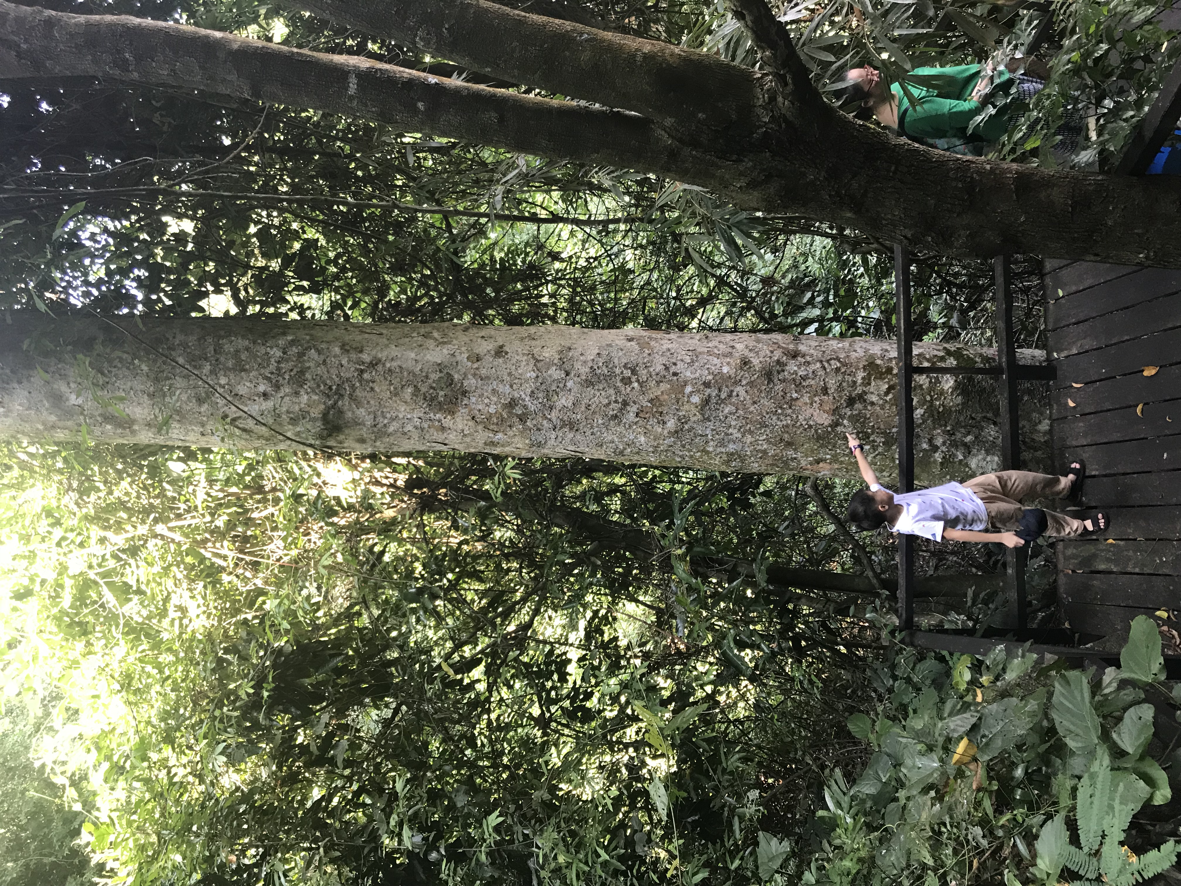 1500年的“母生”藏于此，这里集海南珍稀名木，神奇霸王岭