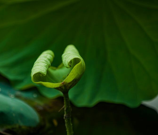 荷叶田田垂柳依依,荷叶田田杨柳依依