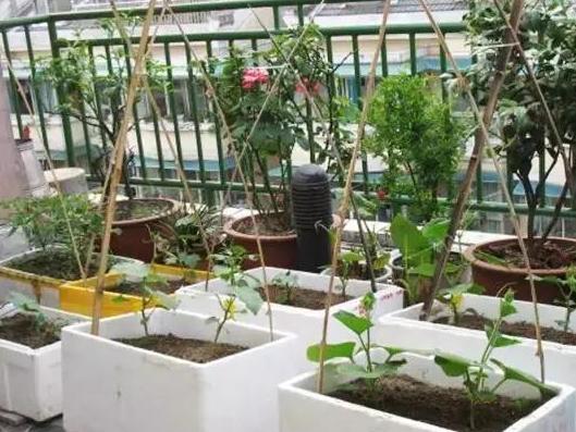 室内养花种菜工具箱,用泡沫箱可以做厨余垃圾堆肥水吗