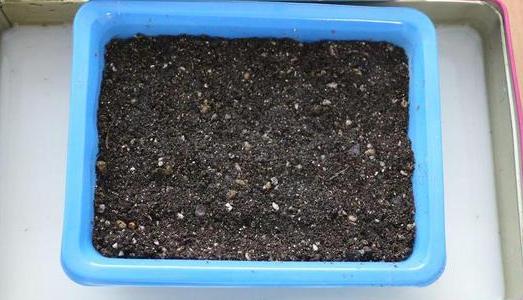 虹之玉多肉叶插成活率高吗,圣诞东云多肉叶插成活率