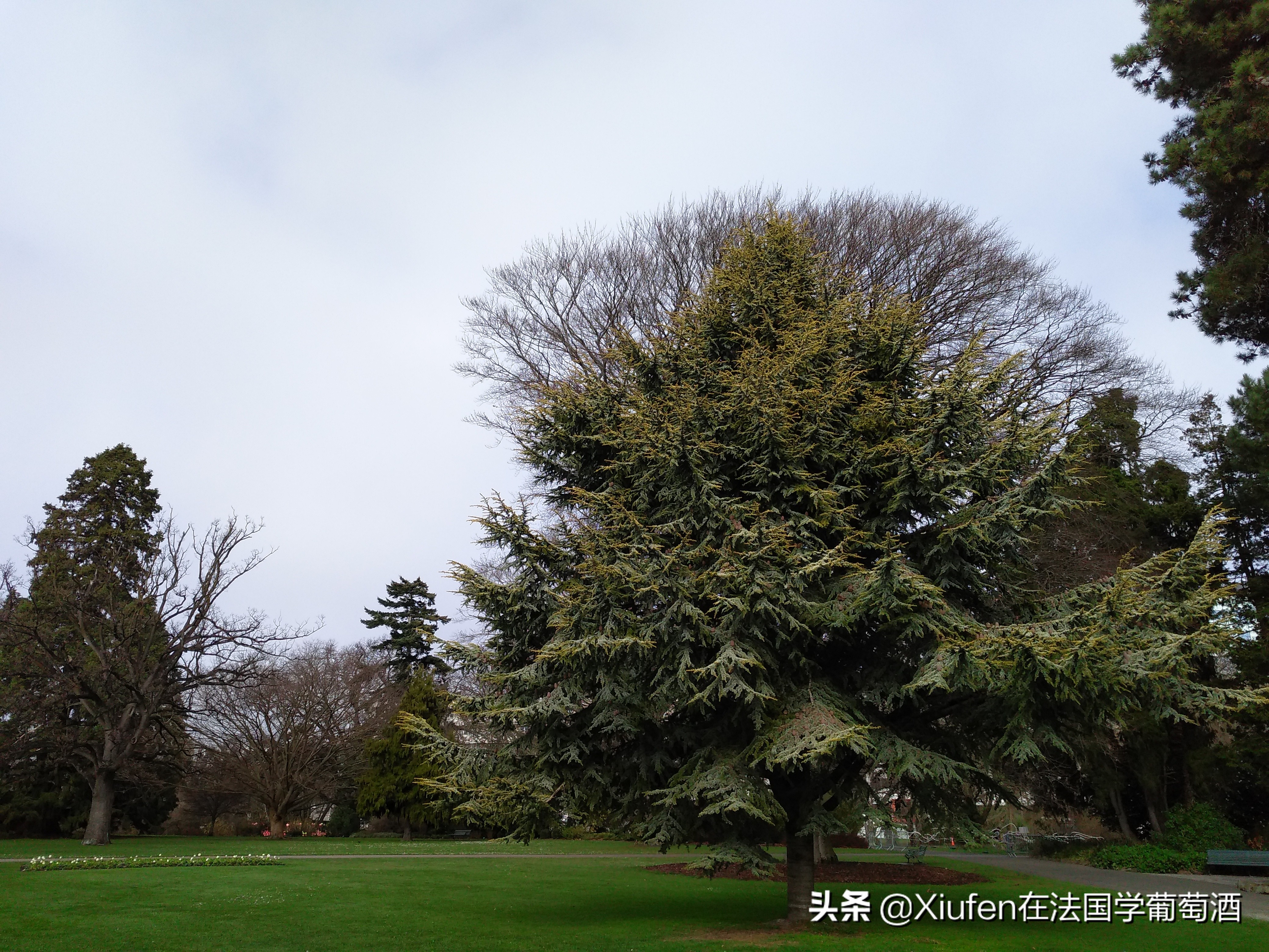 新西兰基督城城市风景,新西兰基督城风景漫步