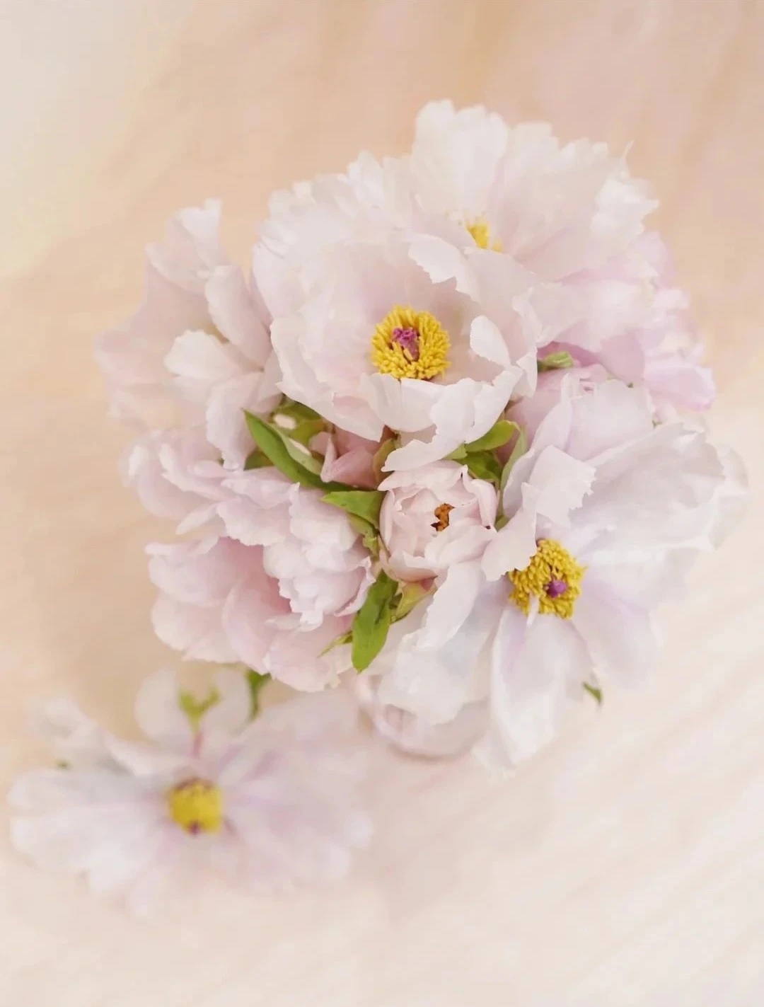 植库‖跟随仙气飘飘的油牡丹，追寻春天的步伐