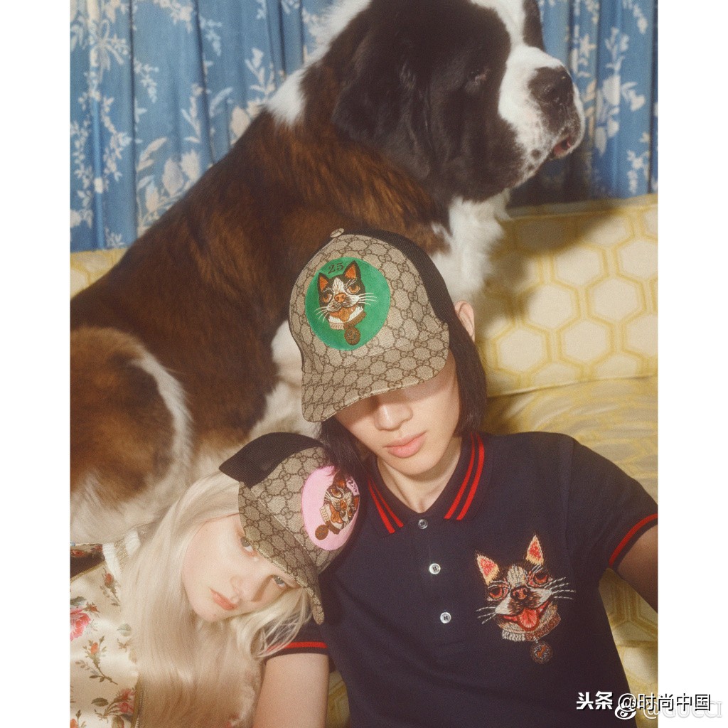 倪妮同款小猫咪,倪妮李宇春奇妙的动物