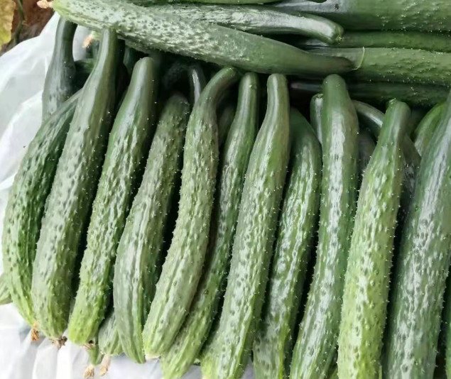 葡萄一年两熟的方法,用什么方法能让葡萄熟得快