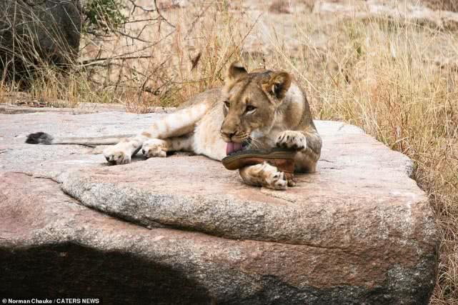 非洲母狮抢走护林员皮靴，用力舔舐啃咬，爱不释“爪”