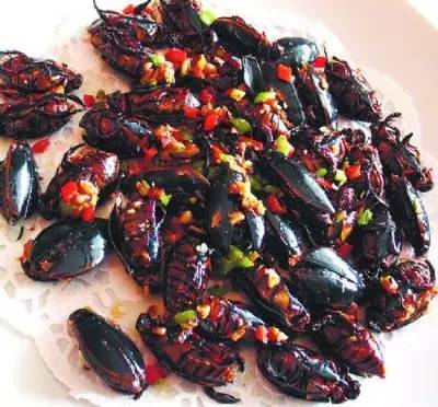 国外网友分享的动植物昆虫笔记,北方常见的昆虫科普知识大全集