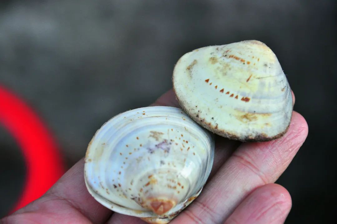 自贡仙市喝茶,自贡仙市古镇围炉煮茶