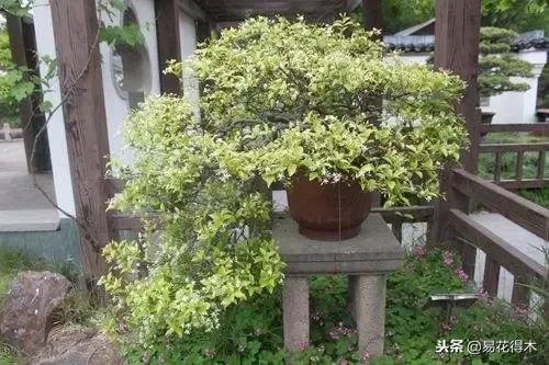 络石盆景的鉴赏与栽培养护