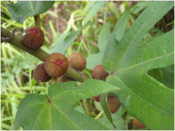 南方野生果树十大珍贵野生树,最具有珍稀药用价值的树