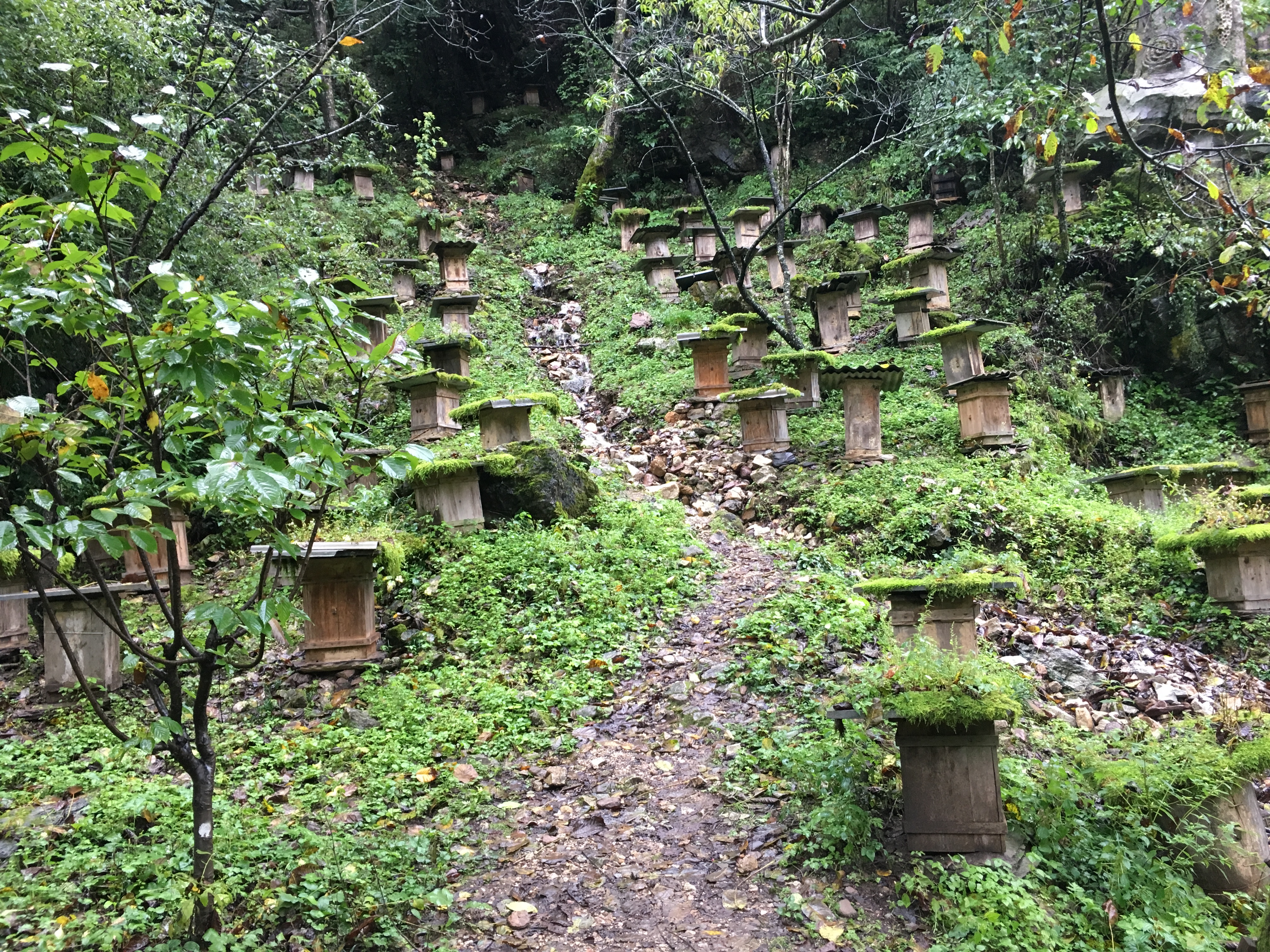 雨中神农架探秘之旅｜国庆节武汉至神农架自驾游攻略分享