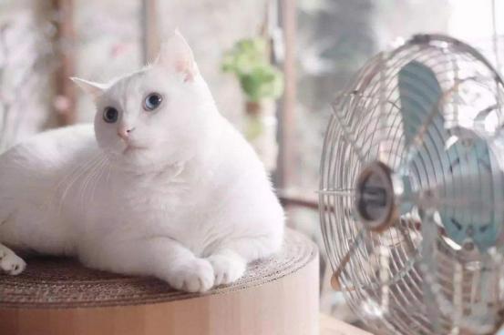 夏天猫咪怎么度过的,夏天猫咪怎么避暑旅游