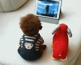 为什么泰迪犬那么多病,泰迪犬为什么会生四眼黑狗