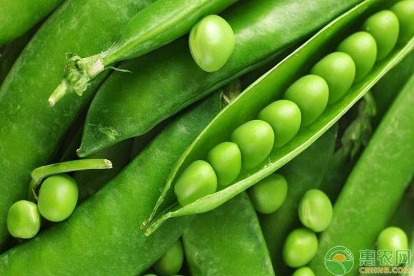 扁豆怎么择菜,哪种扁豆产量高又好吃