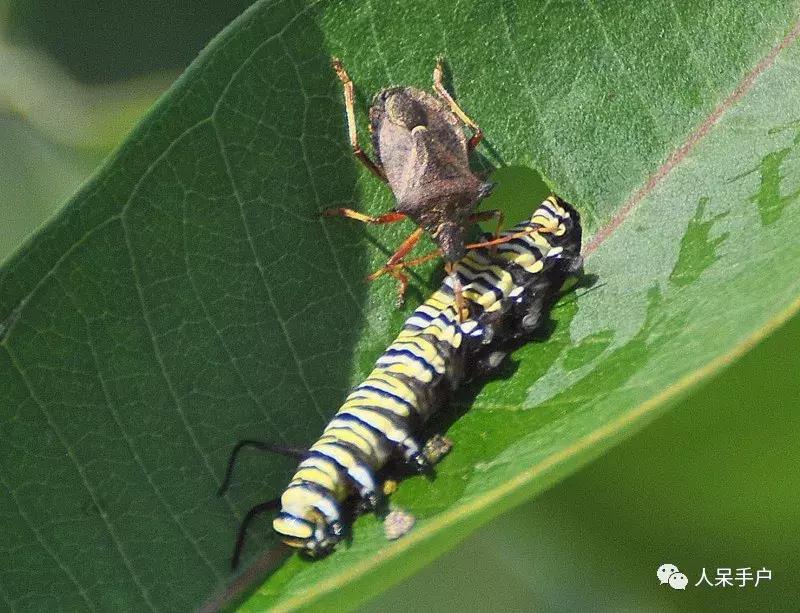 人工养殖的天敌昆虫,昆虫天敌大全