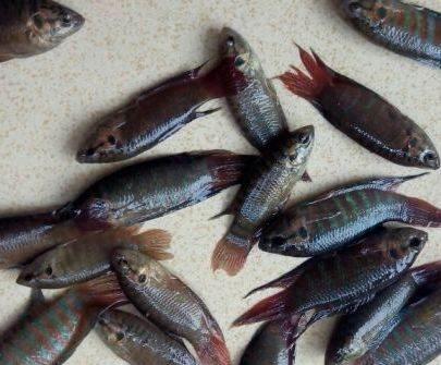 涡河里都有什么鱼,淮河里最大的鱼有哪些