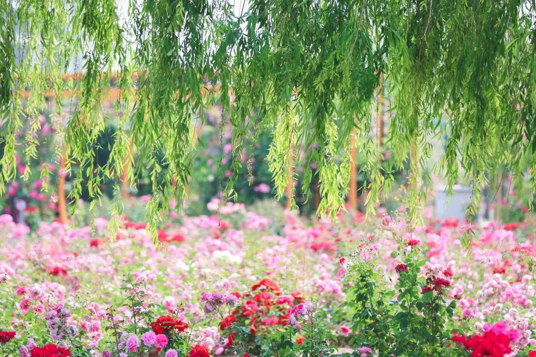 五一不远行的公园,五一不远行南昌游