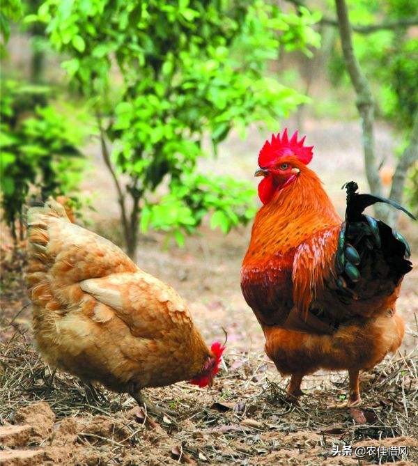 山林散养土鸡需要注意什么,回老家养土鸡怎么样