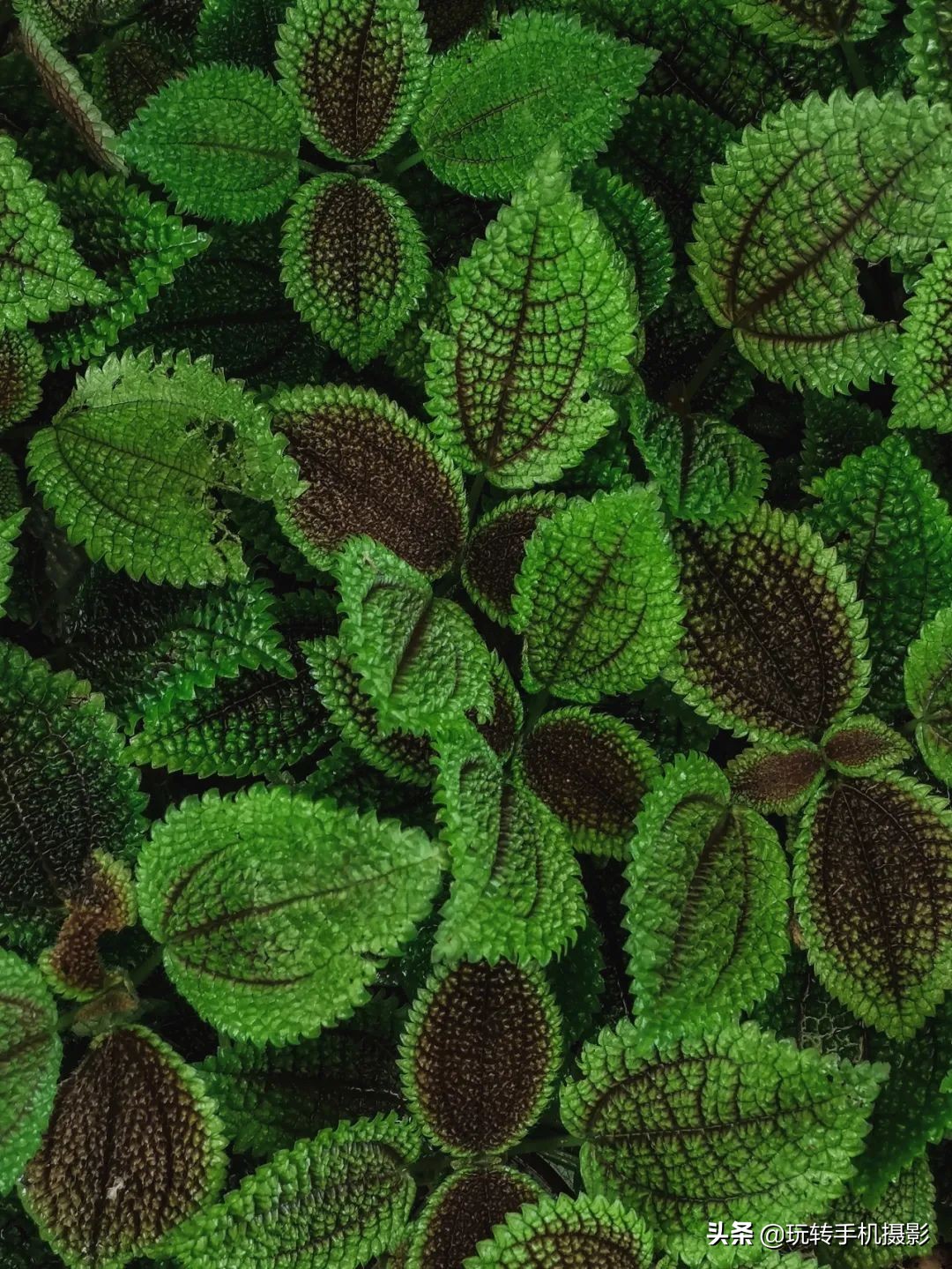 小米手机的遗憾之作,小米手机真香内行人都推荐这三款