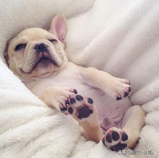 关于法国斗牛犬你不知道的5件事,法国斗牛犬注意事项