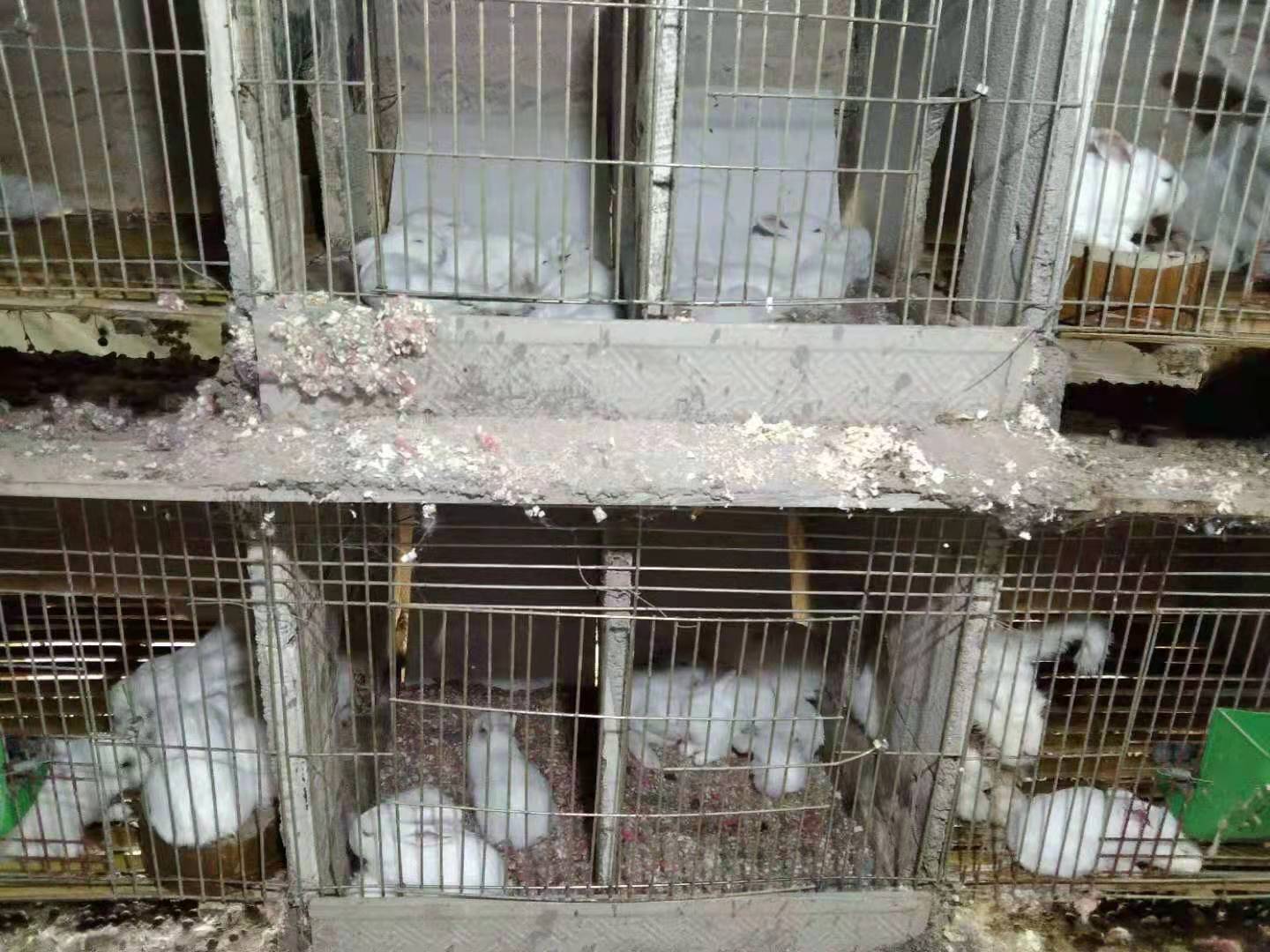 长毛兔养殖视频,长毛兔养殖需要什么环境