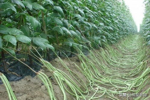 长豆角种植注意哪些病害,长江中下游夏季能几月份种植豆角