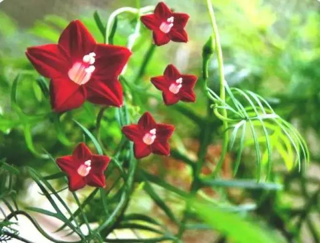 这10种花不怕晒,这3种花不能懒着养