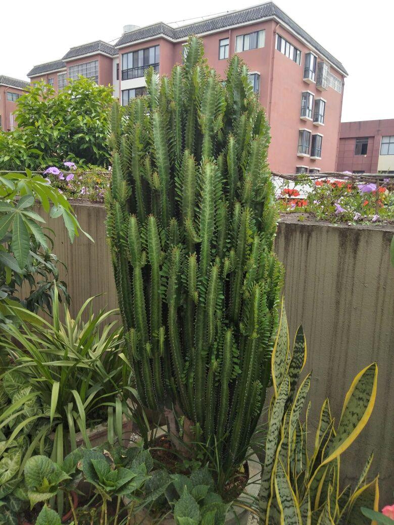 富贵花金玉满堂怎么栽培,6种长寿花能活一百年漂亮又吉利