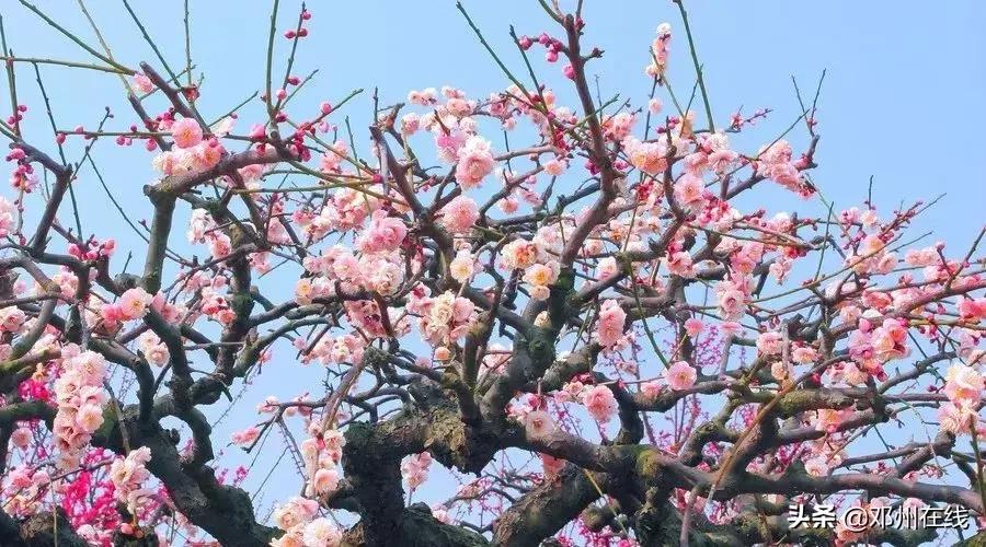 南阳最新重要新闻,河南南阳有什么大事