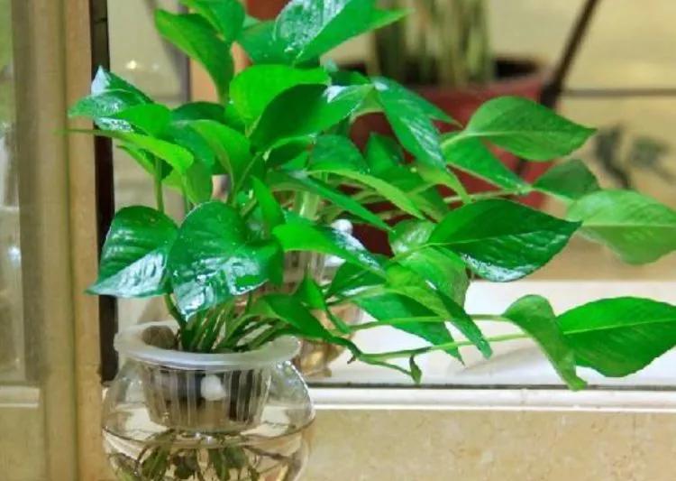 养绿萝有什么迷信说法吗,家里摆放绿萝风水讲究图片