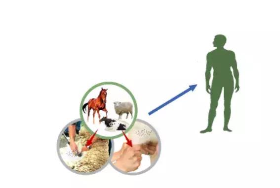 羊肉知识大全,羊肉美食科普知识