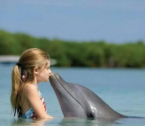 海豚为什么会亲吻人类,海豚向人类示好