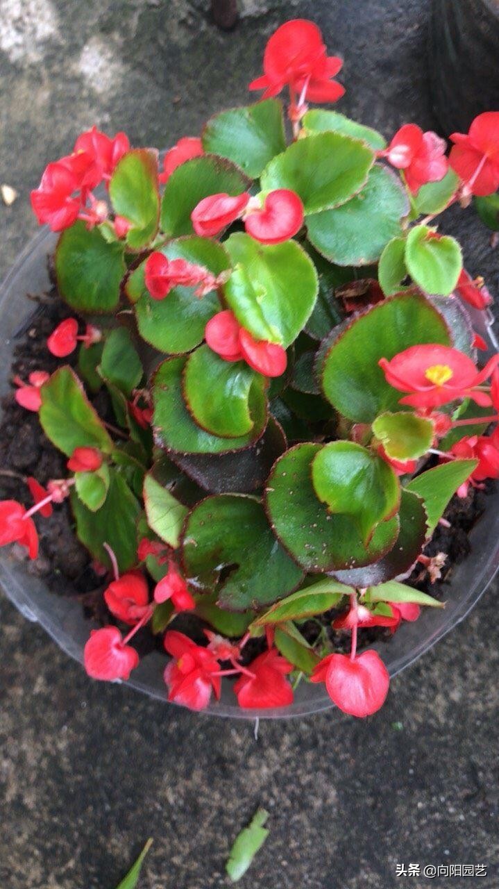 淘米水臭了怎么养花,淘米水养花发臭