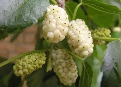 各种常吃水果名和图片,喜欢吃水果了解水果种类