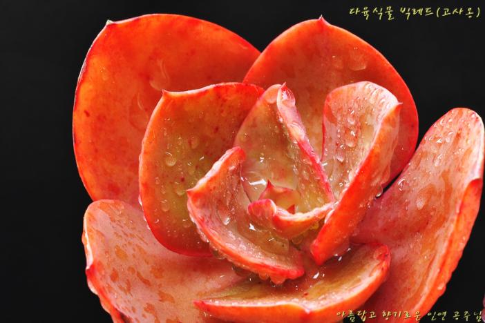 韩国多肉大全图片,多肉公主的图片