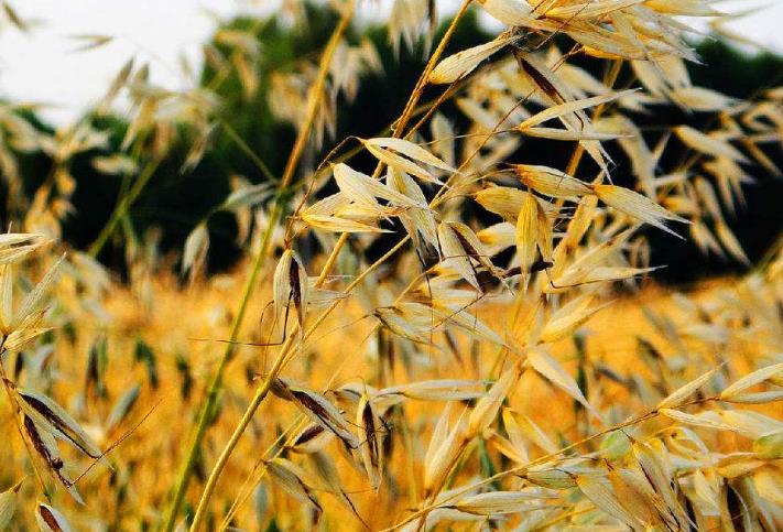 野燕麦，小孩子喜欢拿种子上的麦芒玩