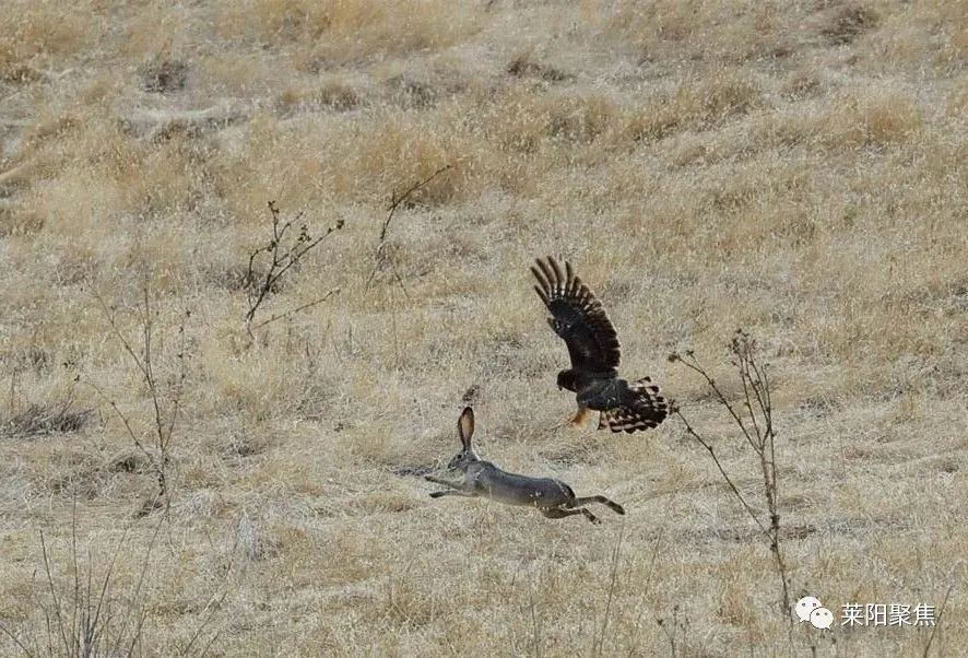 莱阳用电捕兔,莱阳猎兔