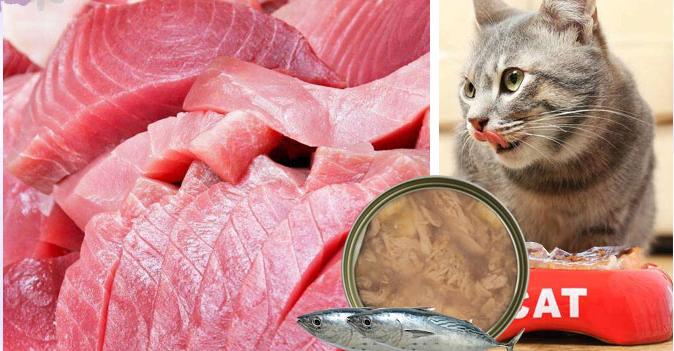 鐙楀拰鐚悆榫欒櫨,瀹犵墿鐚悆瀹犵墿榫欒櫨