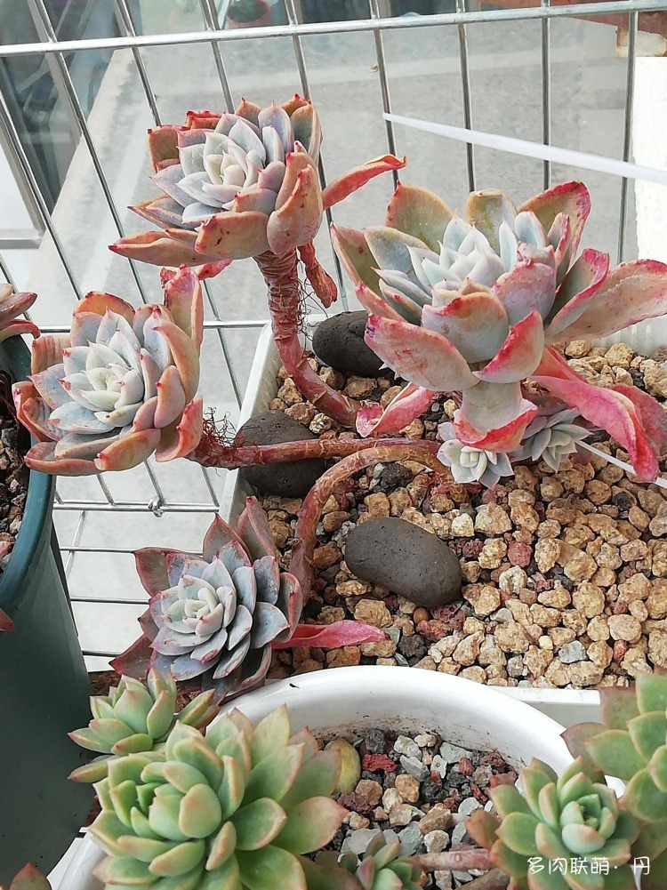 多肉长大了越来越好看,服盆期多肉变小