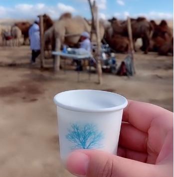 神奇的驼奶粉,神奇的驼奶央视报道